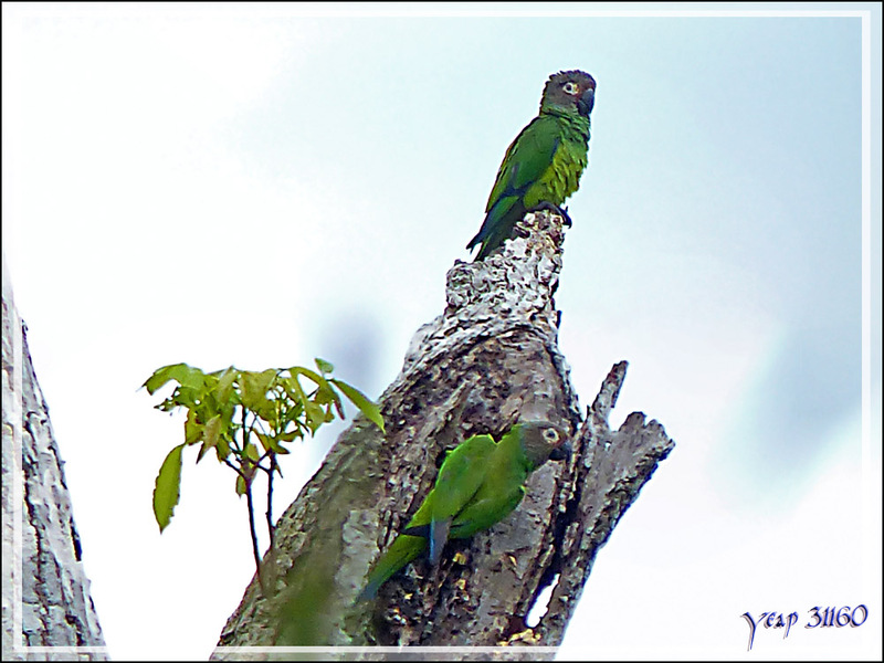 Conure de Weddell, Dusky-headed Parakeet (Aratinga weddellii) - Lac Sandoval - Pérou