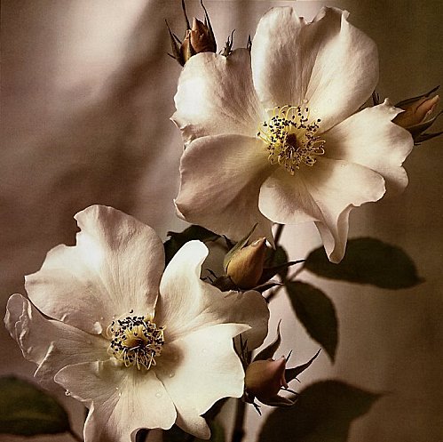 Tim-Richter-Wild-Rose