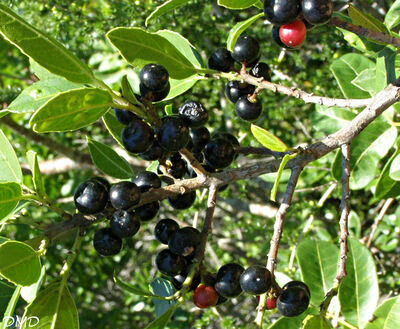 Rhamnus alaternus - Nerprun alaterne