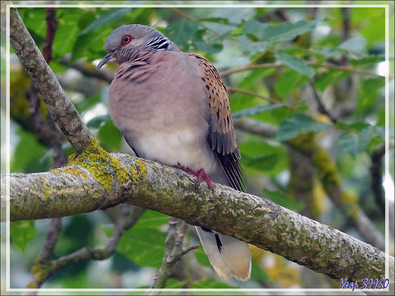 Tourterelle des bois, European Turtle Dove (Streptopelia turtur) - La Couarde-sur-Mer - Ile de Ré - 17