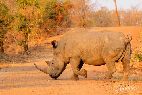 Kruger (Sept 2016): the ungulates