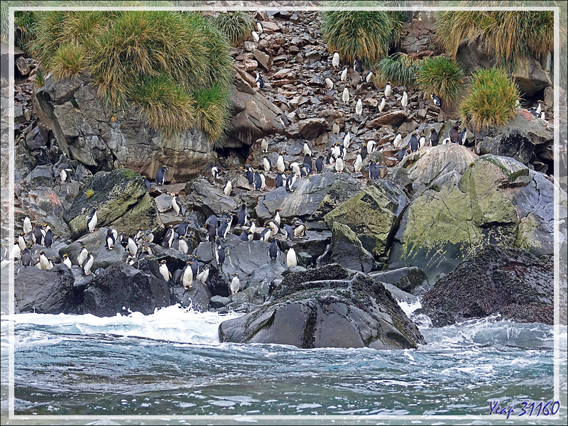 Et les petites merveilles des lieux : les Gorfous dorés, Macaroni Penguin (Eudyptes chrysolophus) - Copper Bay - Géorgie du Sud