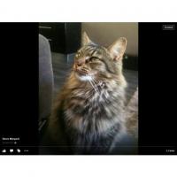 Chats retrouvés
