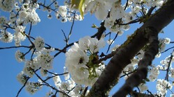 cerisier de printemps