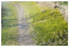 Canal de la Martinière vers la Loire