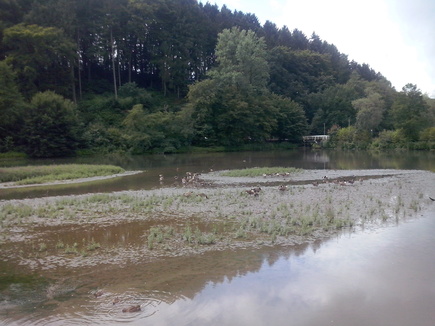 Enten und Gänse