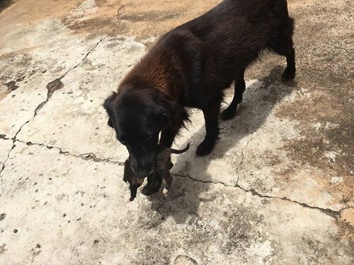 (-*♥*-) Brésil : Une chienne retrouve un chiot abandonné en fouillant dans les poubelles (-*♥*-)