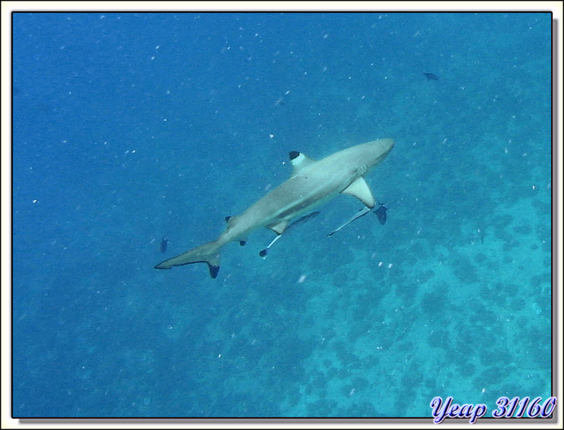 En plus des citrons il y avait aussi des requins pointe-noire - Bora Bora - Polynésie française