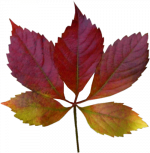 Tubes feuilles