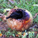 Père noir gourmand - Photo : Jules