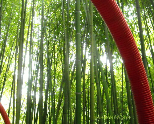 Image 37...Allée de bambous...
