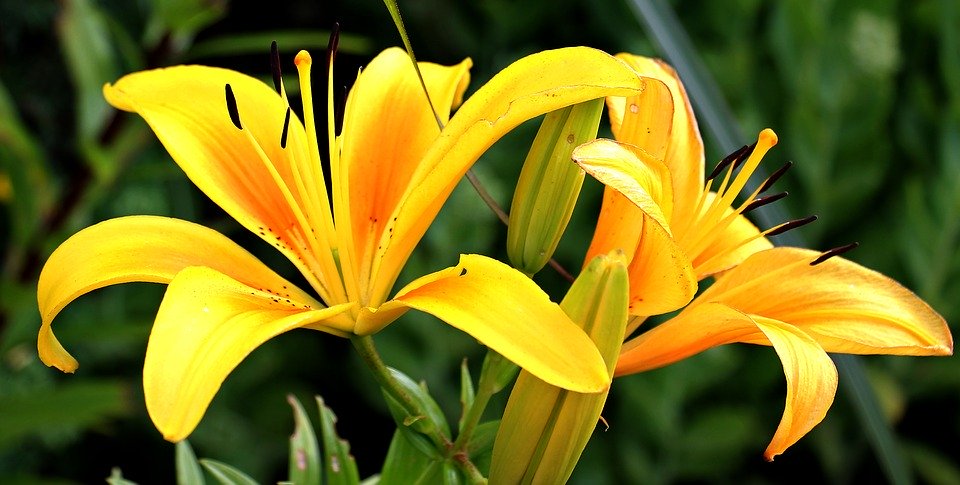 Lily, Fleurs, Dès Le Début, Fleur, Jardin, Jaune, Flora