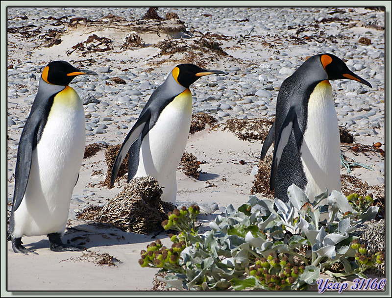Séneçon Cinéraire ou Cinéraire maritime ou Chou de mer (Senecio candicans) - Volunteer Point - Falkland Islands, Iles Malouines, Islas Malvinas