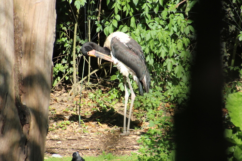 Bioparc de Doué la Fontaine (12).