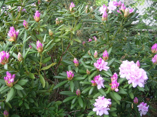                                          LES RODHODENDRONS sous la Pluie