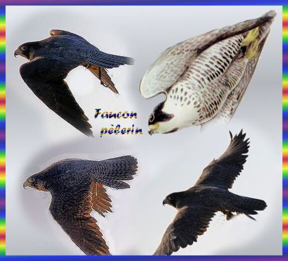   Faucons pèlerins,Falco peregrinus,beffroi de Mons , artiste Yves Fagniart