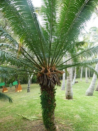 cycas