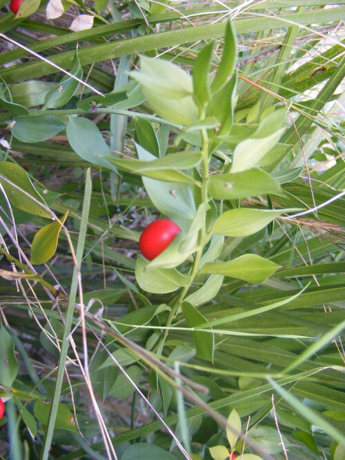 Ruscus aculeatus, Asparagaceae