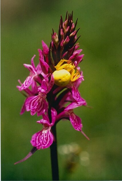 thomise jaune (Misumena vatia) sur orchidée