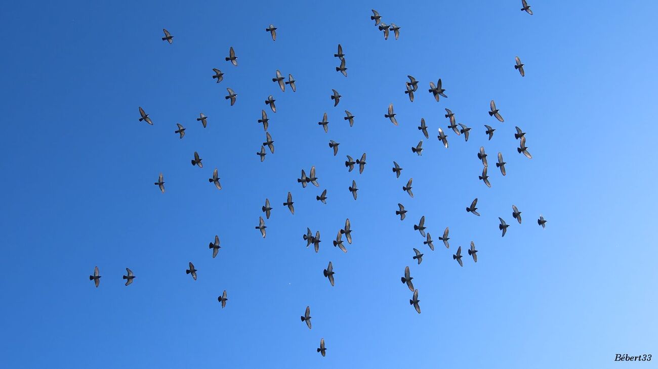 oiseaux à Sauveterre du Béarn