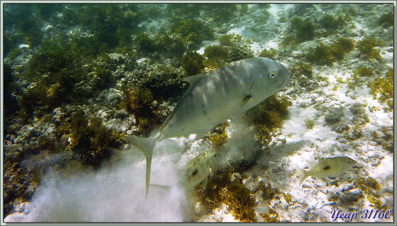 Carangue (Grosse tête ?) - Praslin - Seychelles