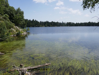 Autour de l'étang