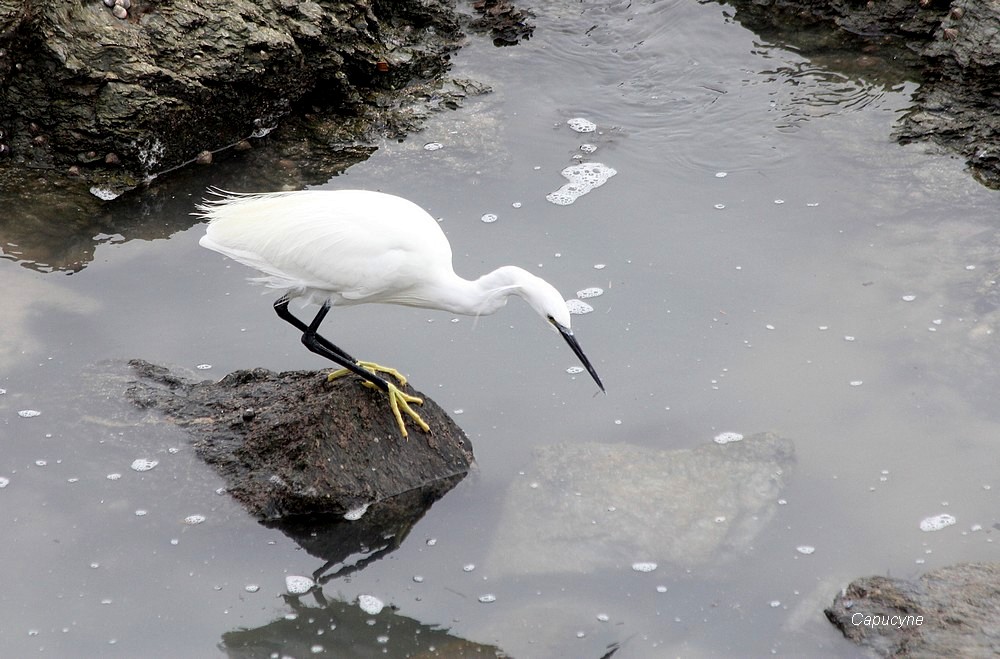 L'aigrette garzette à la pêche