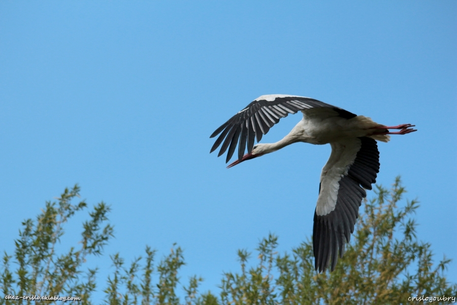 Madame la cigogne