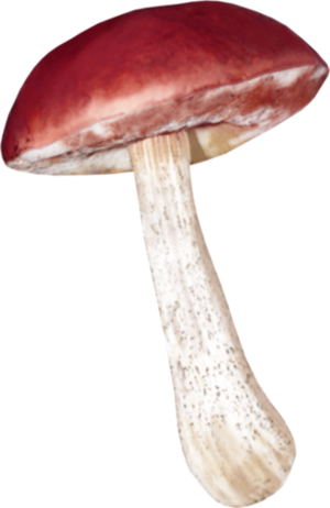 Champignons 6