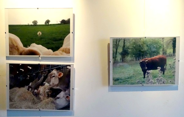 "Ah ! la vache !", une exposition pleine d'humour à l'Office du Tourisme de Recey sur Ource