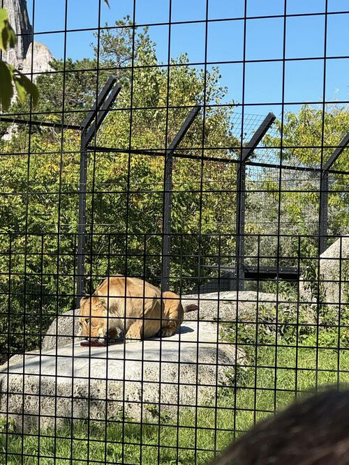 Zoo de vincennes - les lions - le lynx - les pumas 