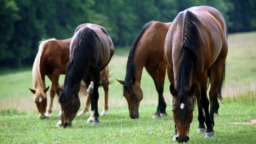 10 images de chevaux