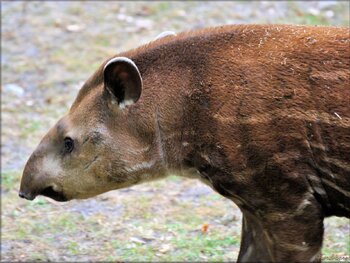 Photo de Tapir juvénile du Zoo de Pessac