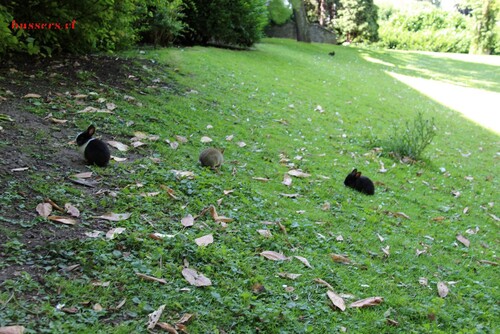 animaux du parc de la boverie