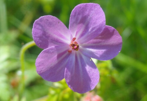 Fleurs roses