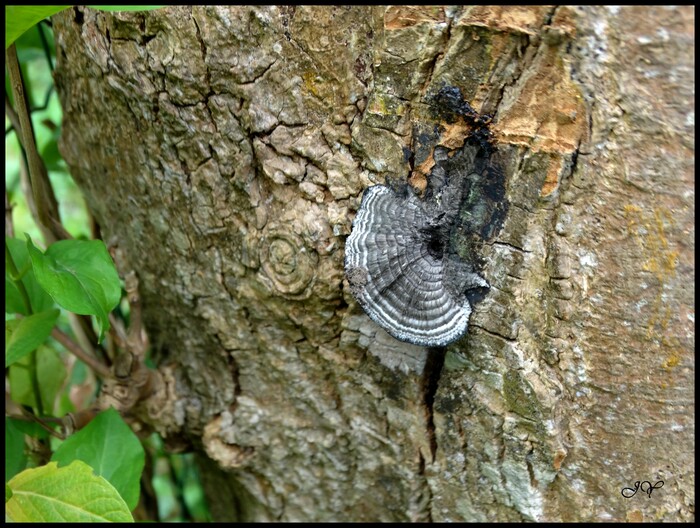 Daldinia concentrica