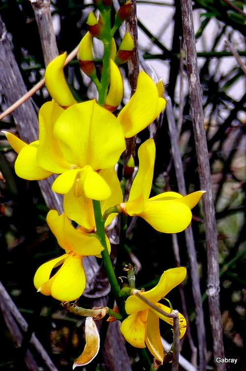 Fleurs jaunes : les genets 