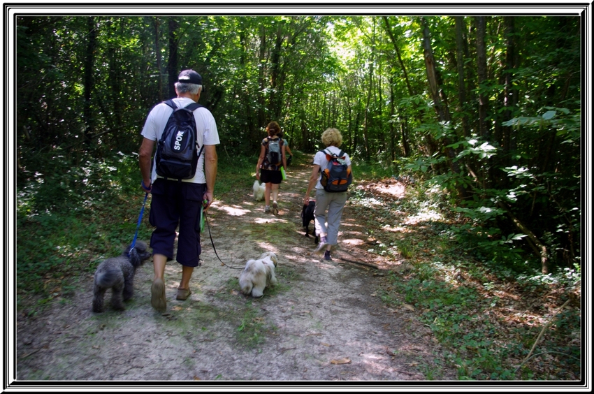 Cani marche du dimanche 04 août 2013