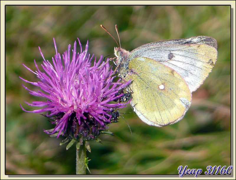 Papillon Souci ou fluoré? Mon coeur balance ... - Vallée d'Eyne - 66