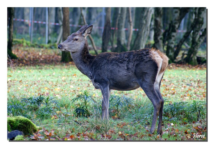 Promenons-nous dans les bois (1).