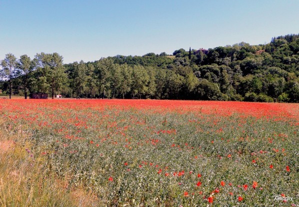 R21 - Couleur coquelicot