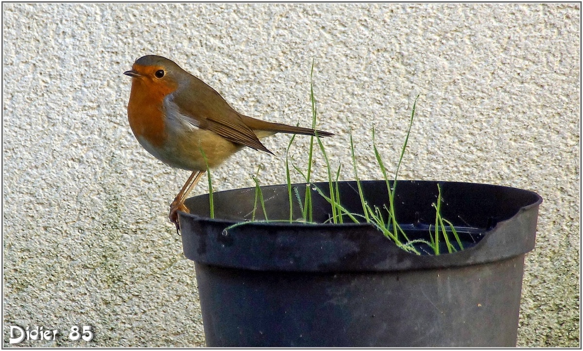 Rouge-Gorge (2) - Erithacus rubecula