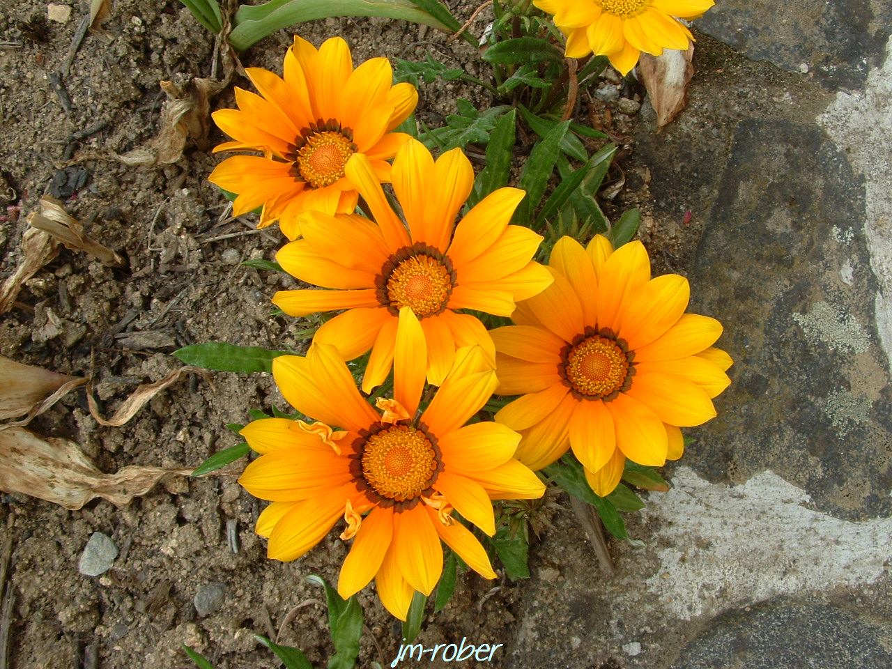 Fleur solaire