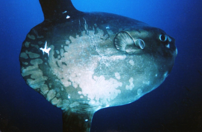 Poisson lune