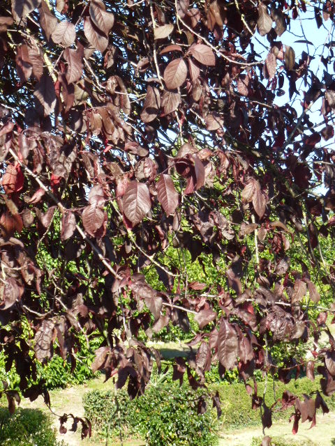 COULEURS D'AUTOMNE A BEAUGENCY