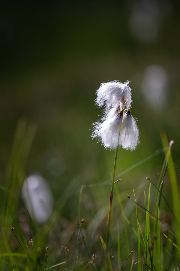 Linaigrette