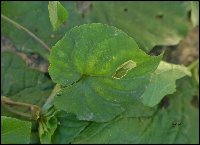 Viola riviniana.