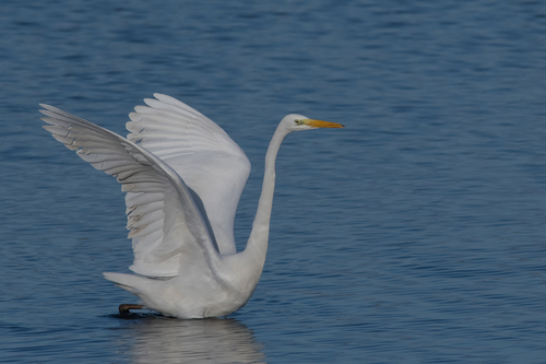 GRANDE AIGRETTE