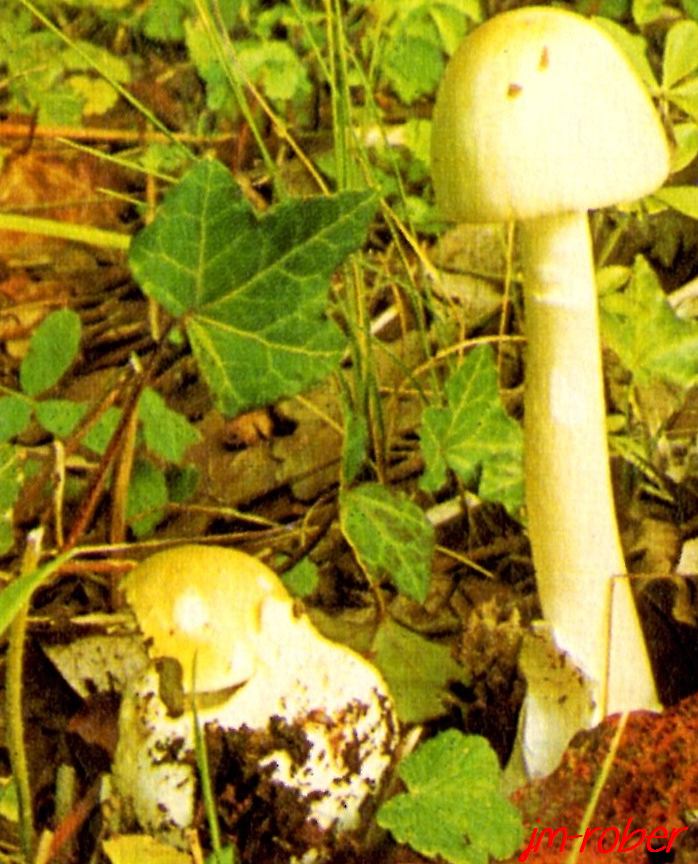 la famille des champignons , les amanites - Le blog de jm.rober