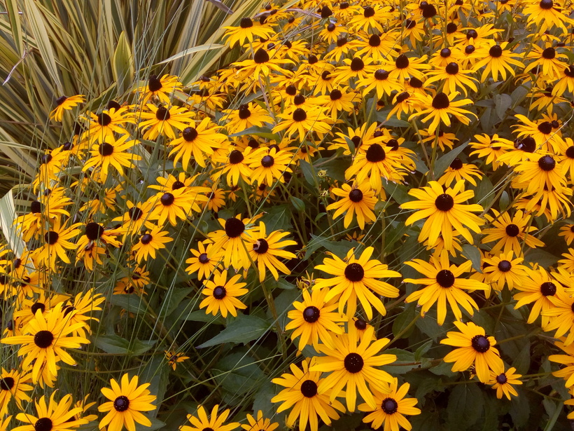 Le Rudbeckia fulgida Goldsturm (Échinacée)